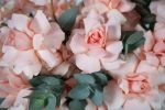 Harmony Bloom Box - Image 6