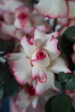 Blush Bloom Box - Image 8