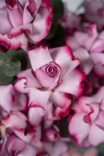 Deep Purple Bloombox - Image 8