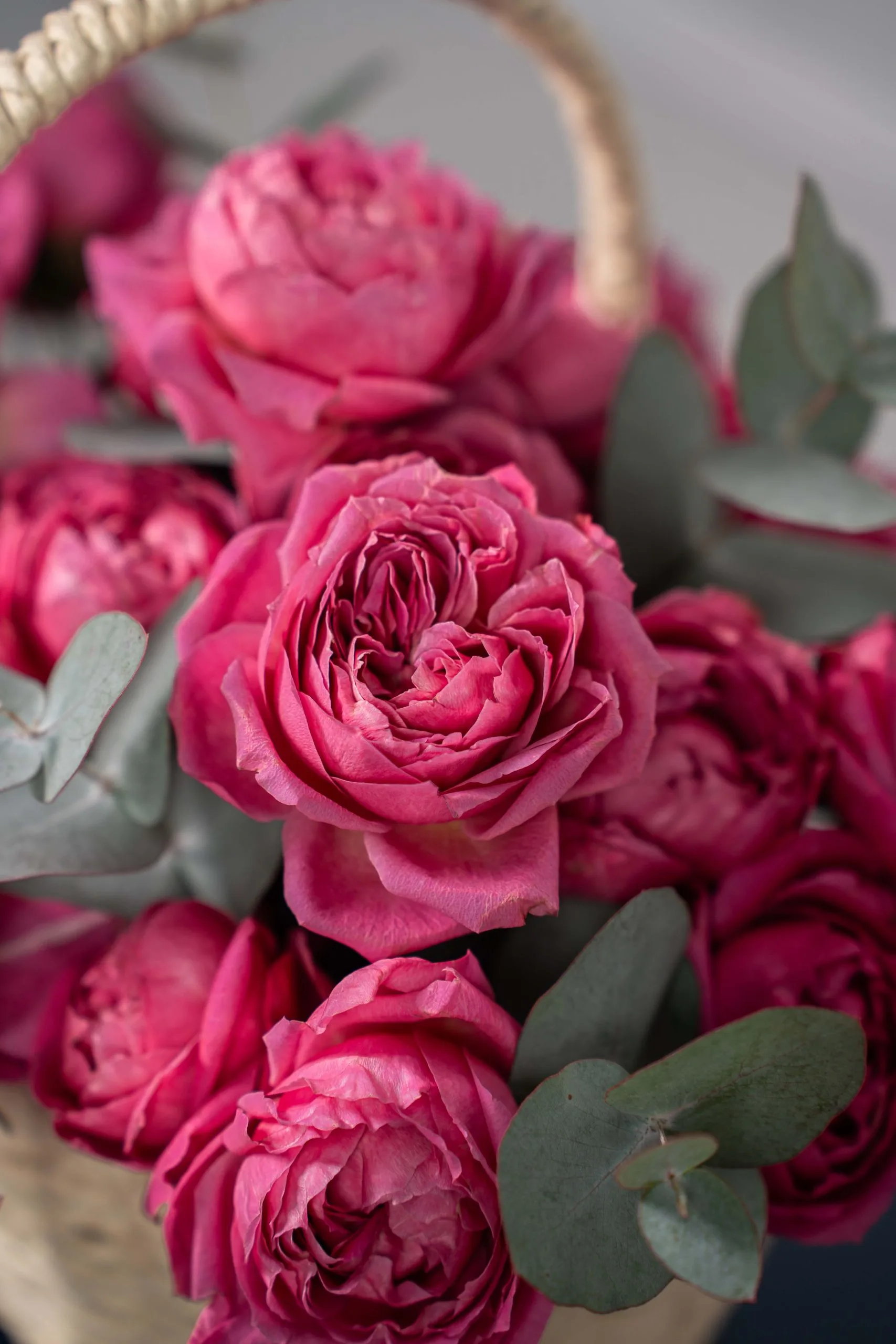 Fuchsia Fields - Image 7