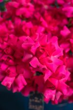 Giant Fushia Bloom Box - Image 6