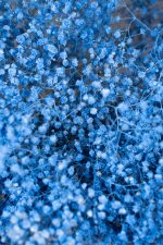 Gypsophilla  Blue - Image 4