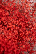 Gypsophilla Red - Image 4