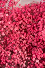 Gypsophilla Pink - Image 4