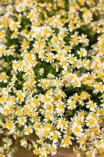 Field Of Daisies - Image 4