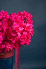 Floyds Fuchsia  Bloom Box - Image 3