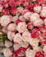 Blush Grandeur - Image 4