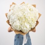 Hydrangea Pure White
