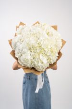 Hydrangea Pure White