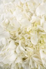 Hydrangea Pure White - Image 4