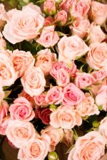 Mix Sweet Sahara Blooms - Image 4