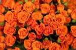 Spray Rose Orange - Image 4
