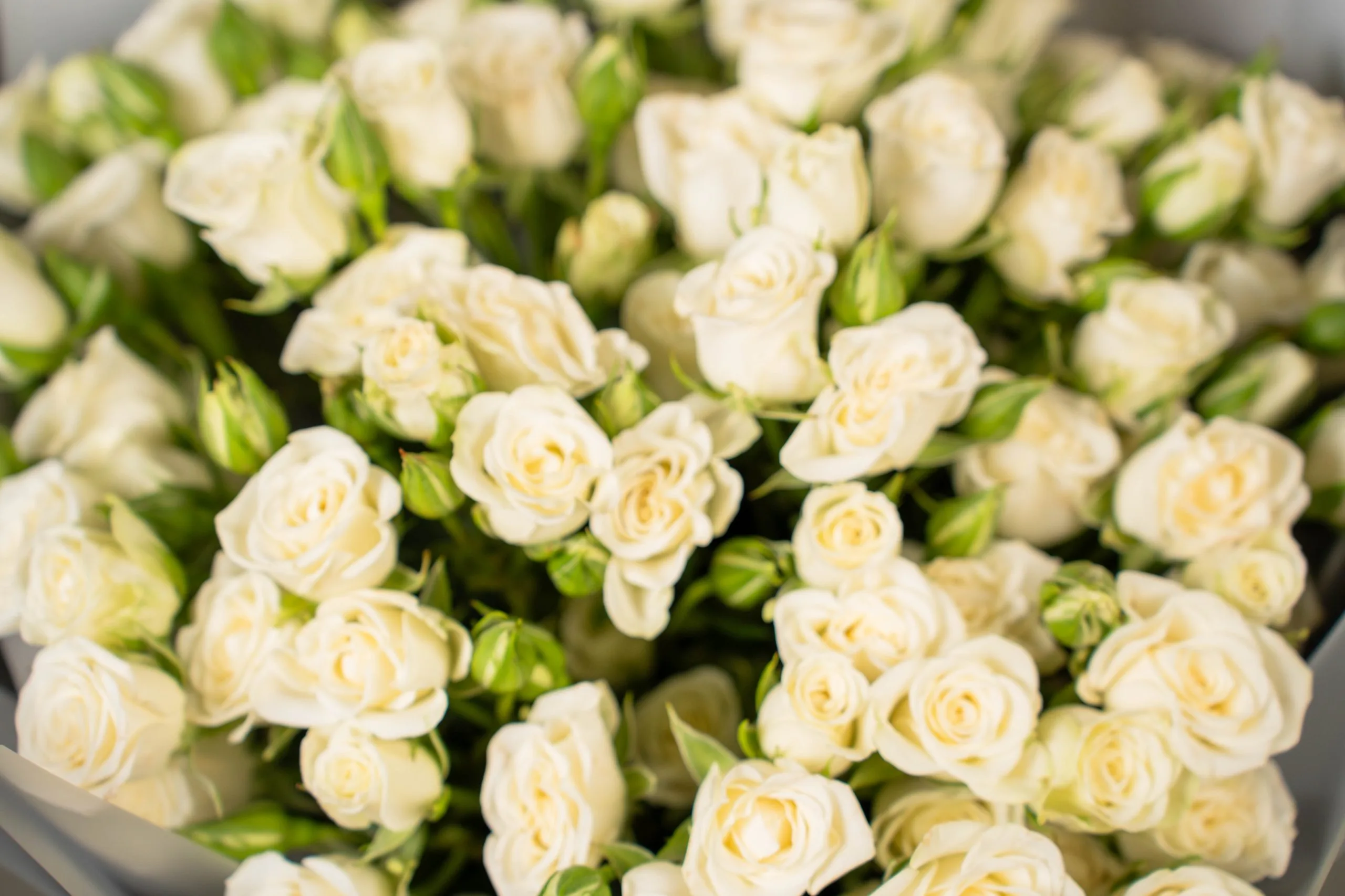 White Spray Roses Hand Tied Bouque - Image 4