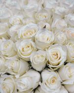 Pure Elegance - Image 3