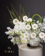 White Amour - Image 3