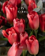Tulip Red - Image 4