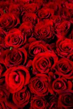 Red Love Perfection - Image 4