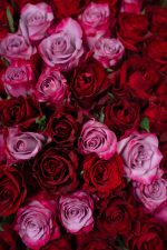 Sweetest Devotion - Image 4