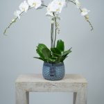 Phalaenopsis Orchid Plant