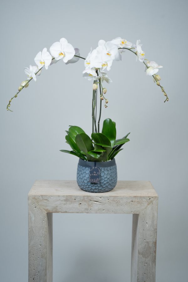 Phalaenopsis Orchid Plant