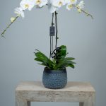 Phalaenopsis Orchid Plant Hajj Arrangement
