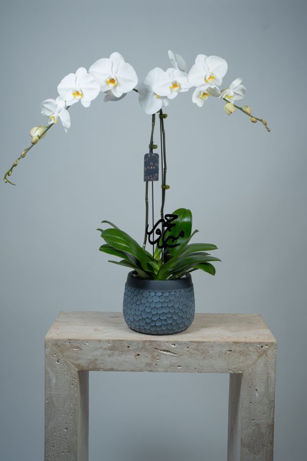 Phalaenopsis Orchid Plant Hajj Arrangement